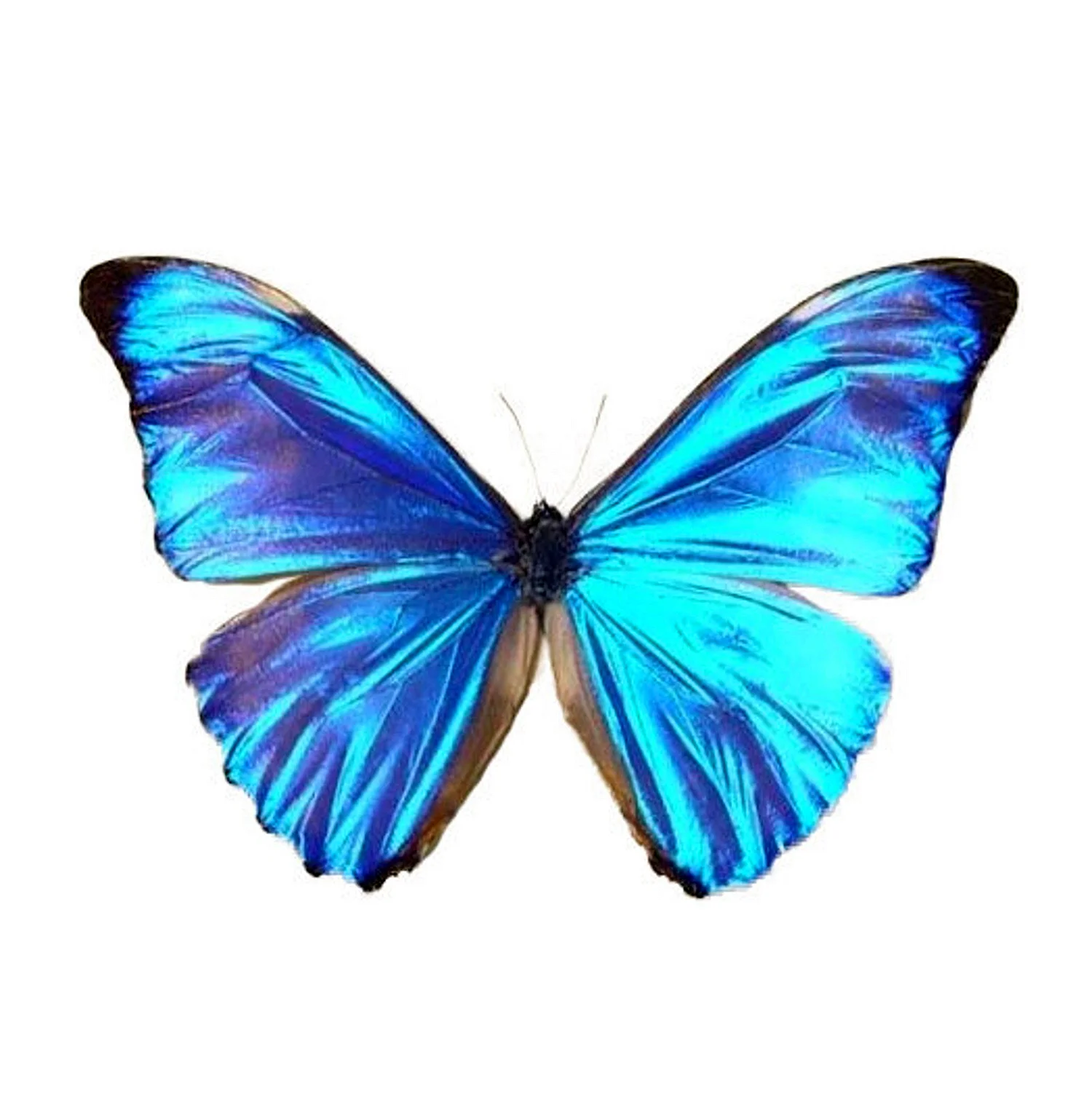 Бабочки Morpho Aurora