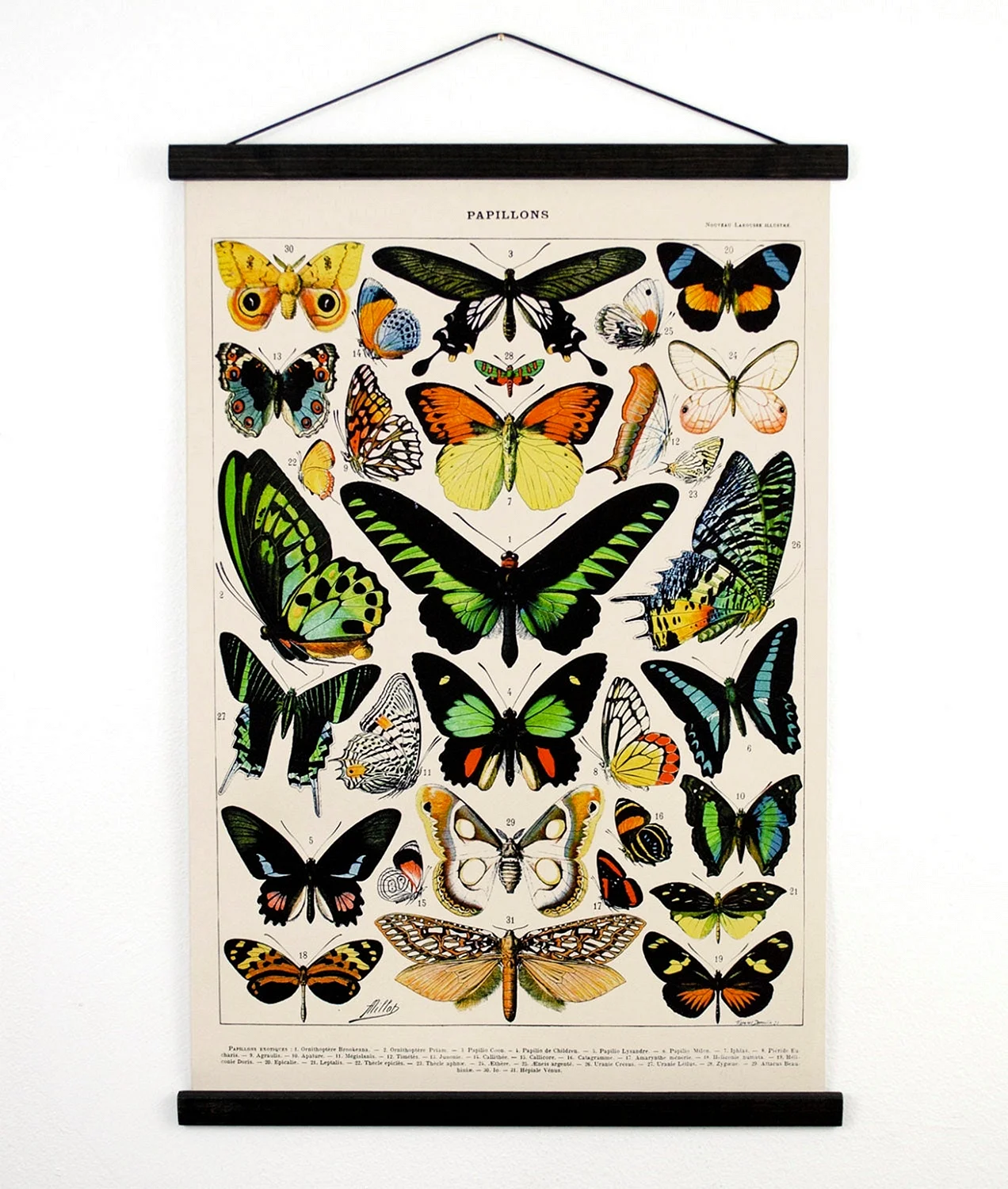 Бабочки плакат
