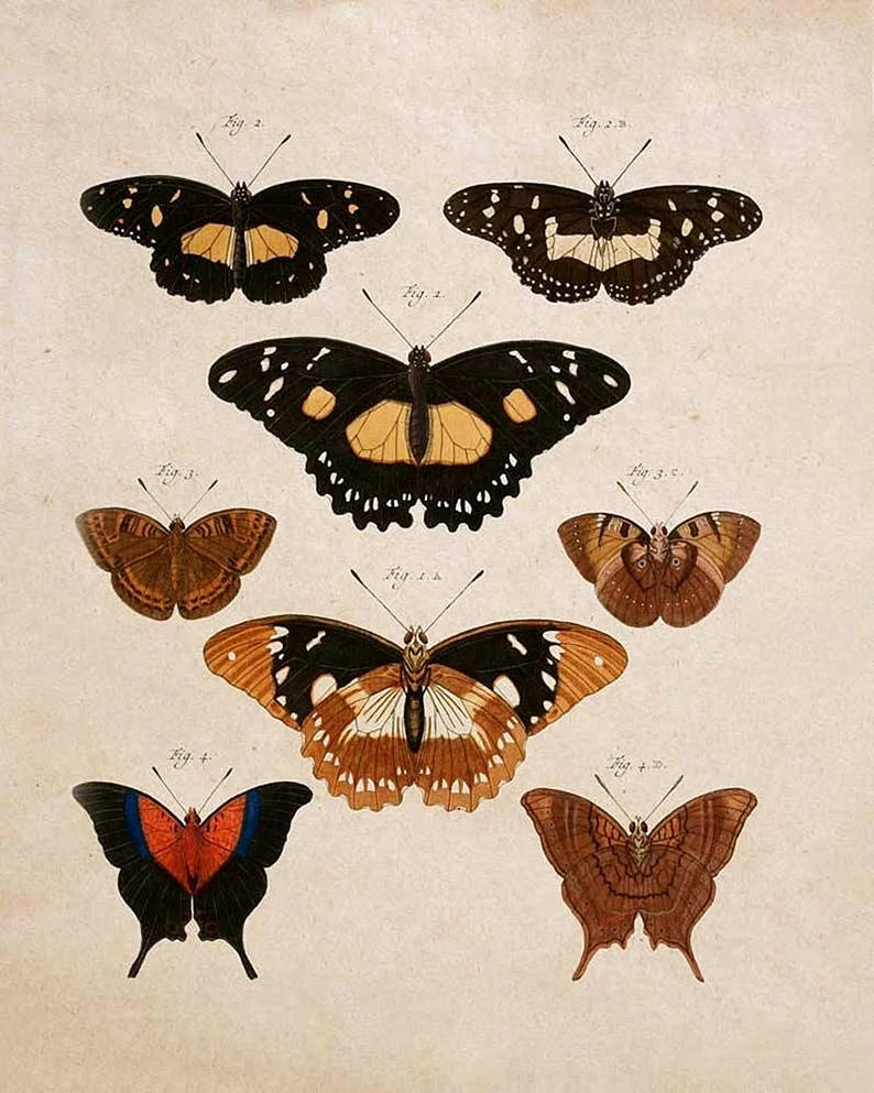 Бабочки плакат Винтаж