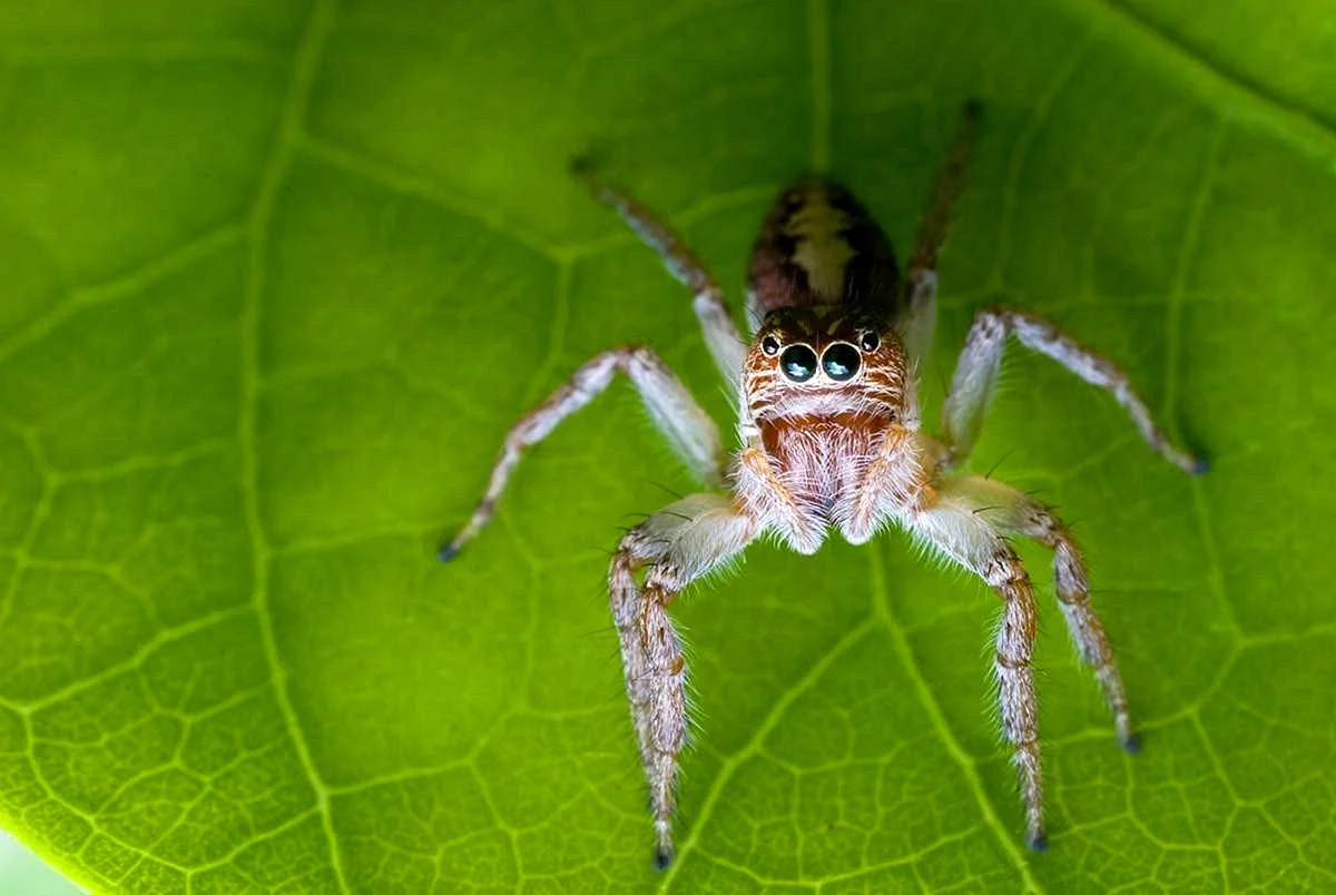 Багира Киплинга паук
