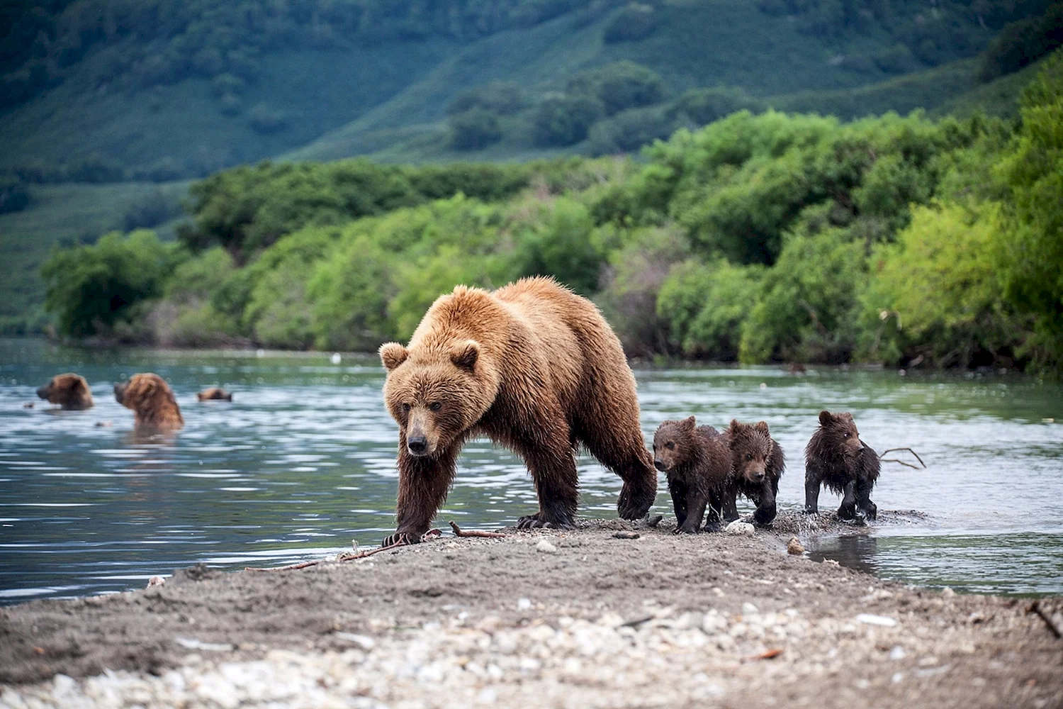 Байкало-Ленский заповедник берег бурых медведей
