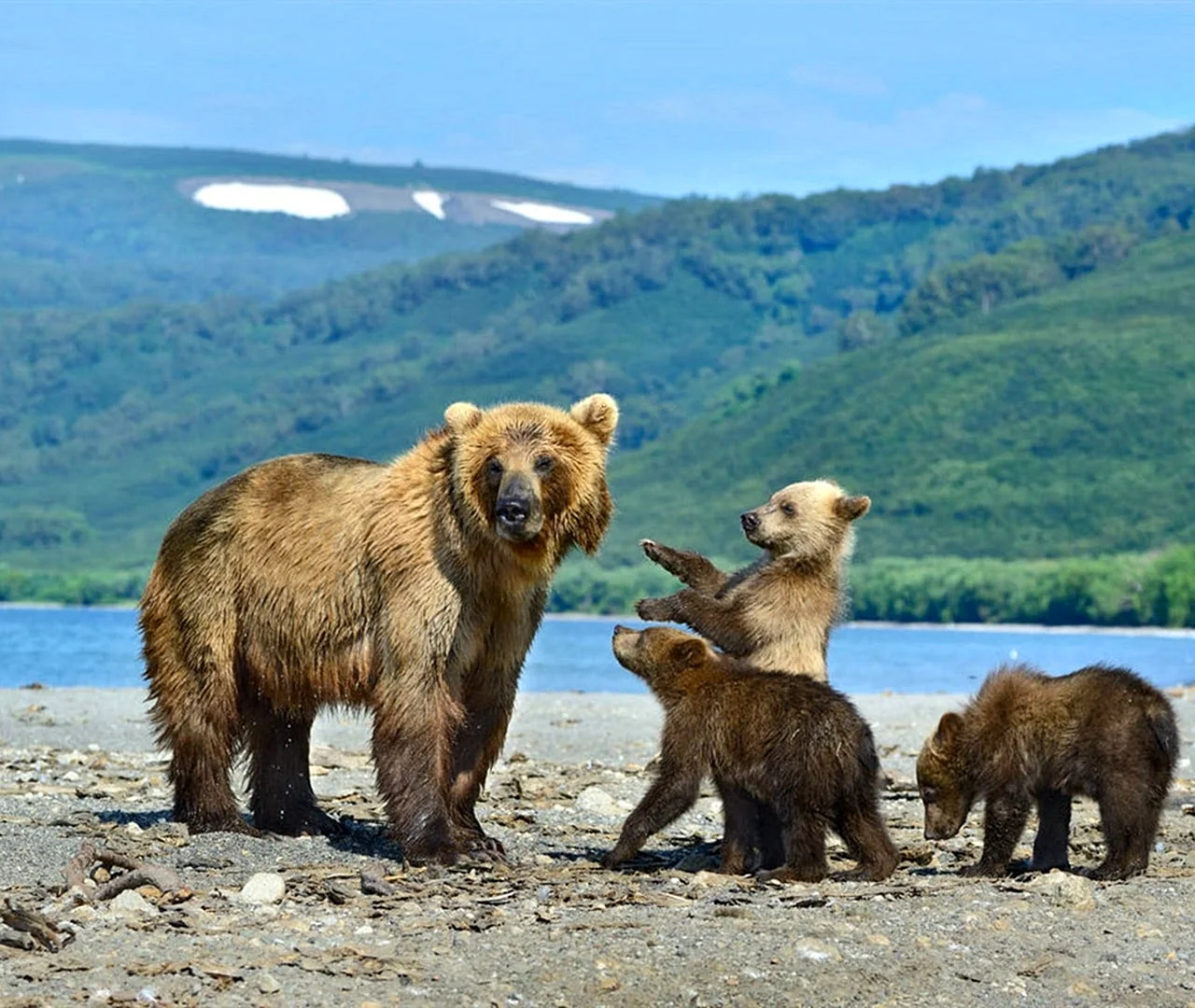 Байкальский заповедник бурый медведь