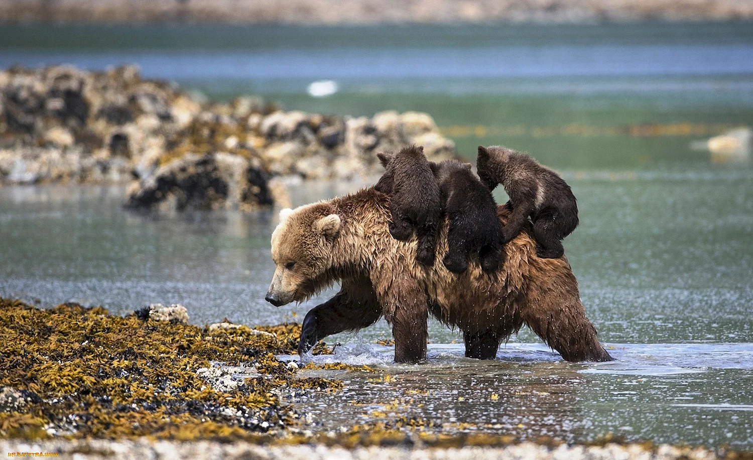 Байкальский заповедник бурый медведь
