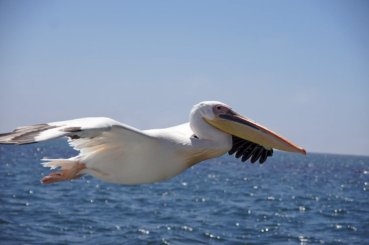 Баклан Черноморский птица белый