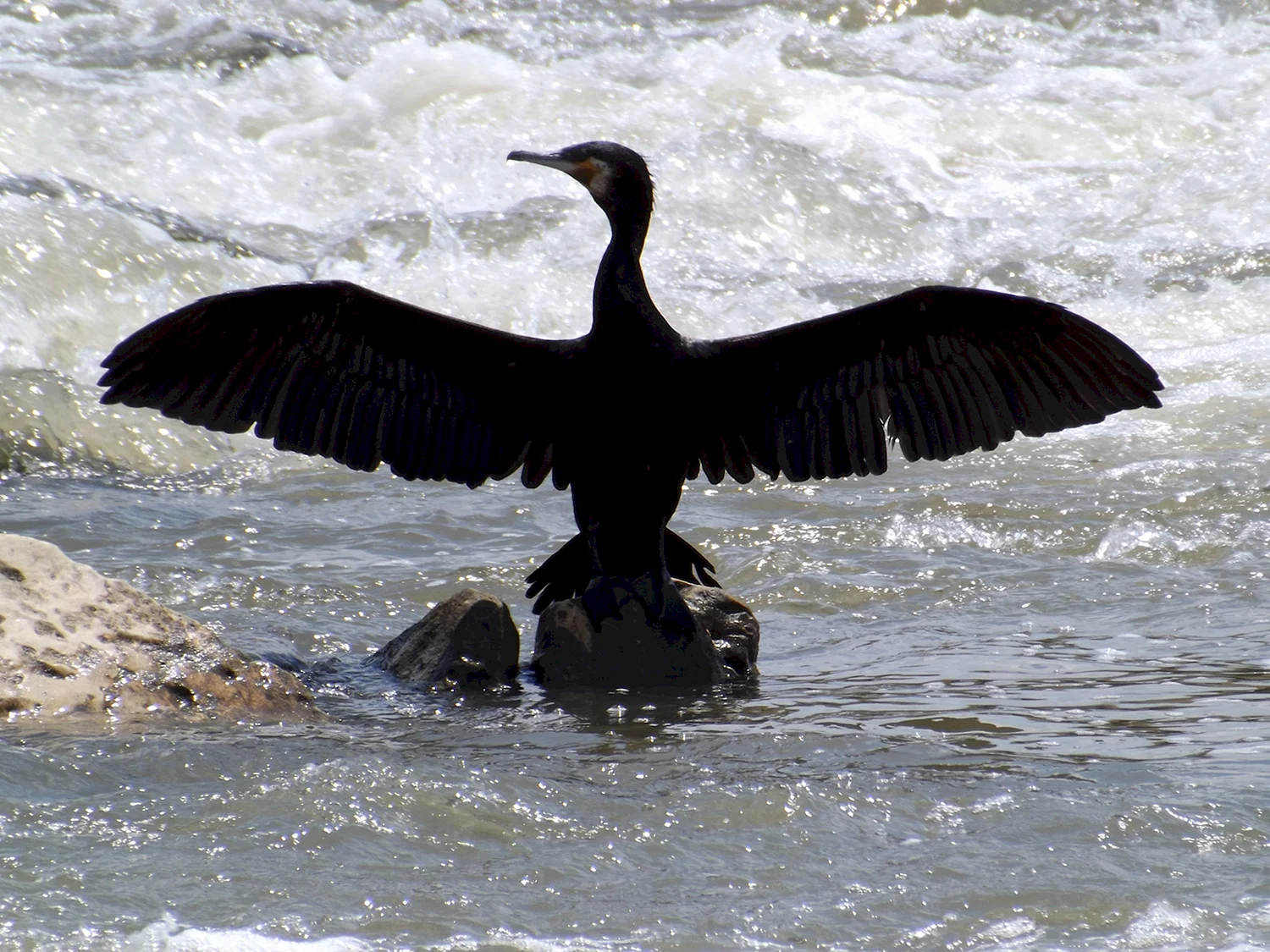 Баклан птица черное море