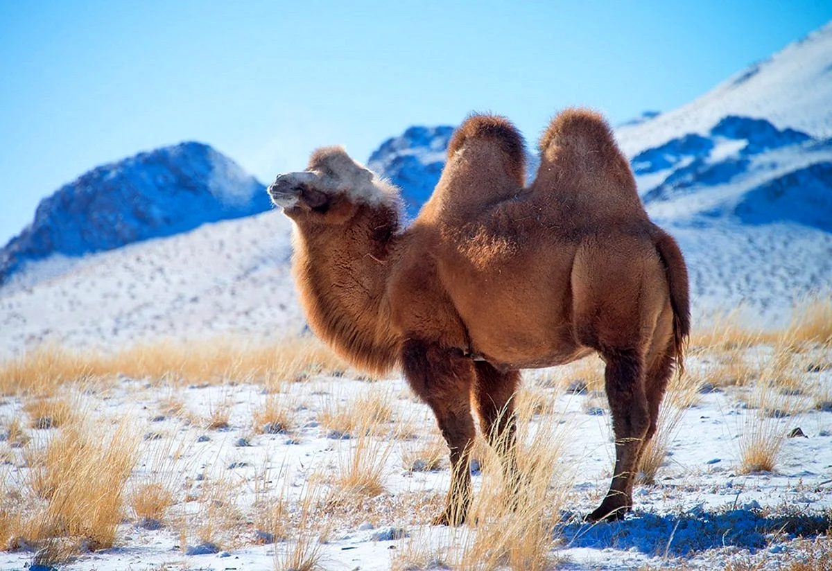 Бактриан - двугорбый монгольский верблюд Монголия