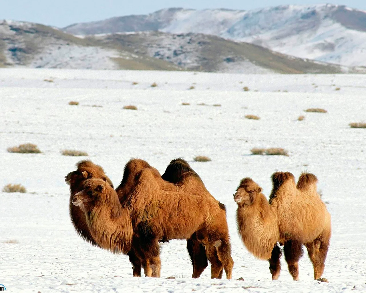 Бактриан - двугорбый монгольский верблюд Монголия