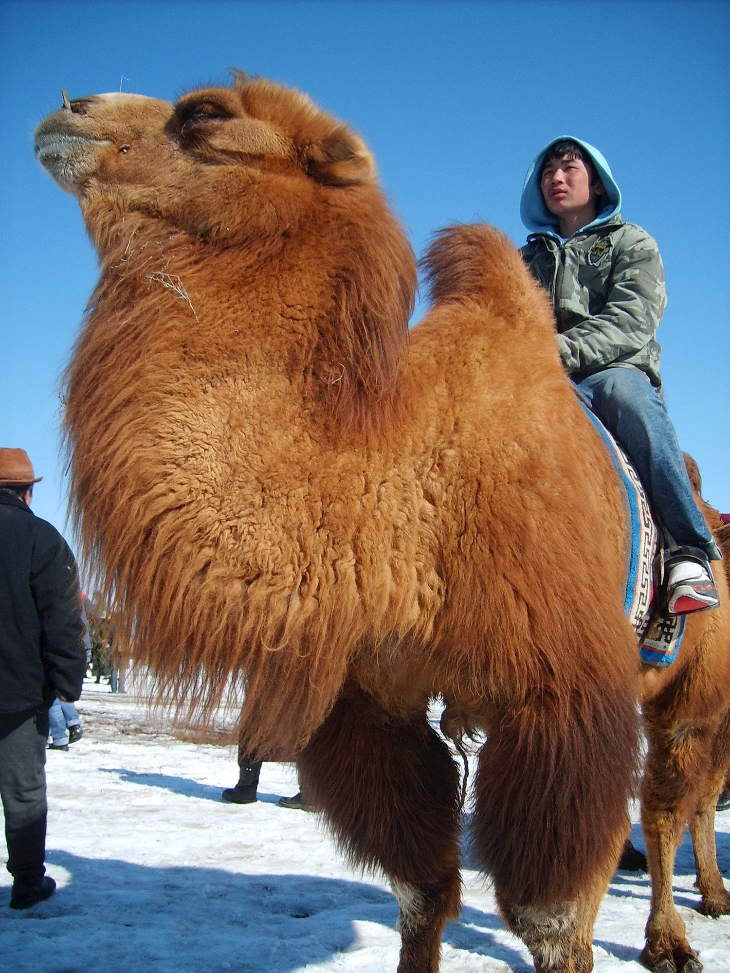 Бактриан монгольский верблюд