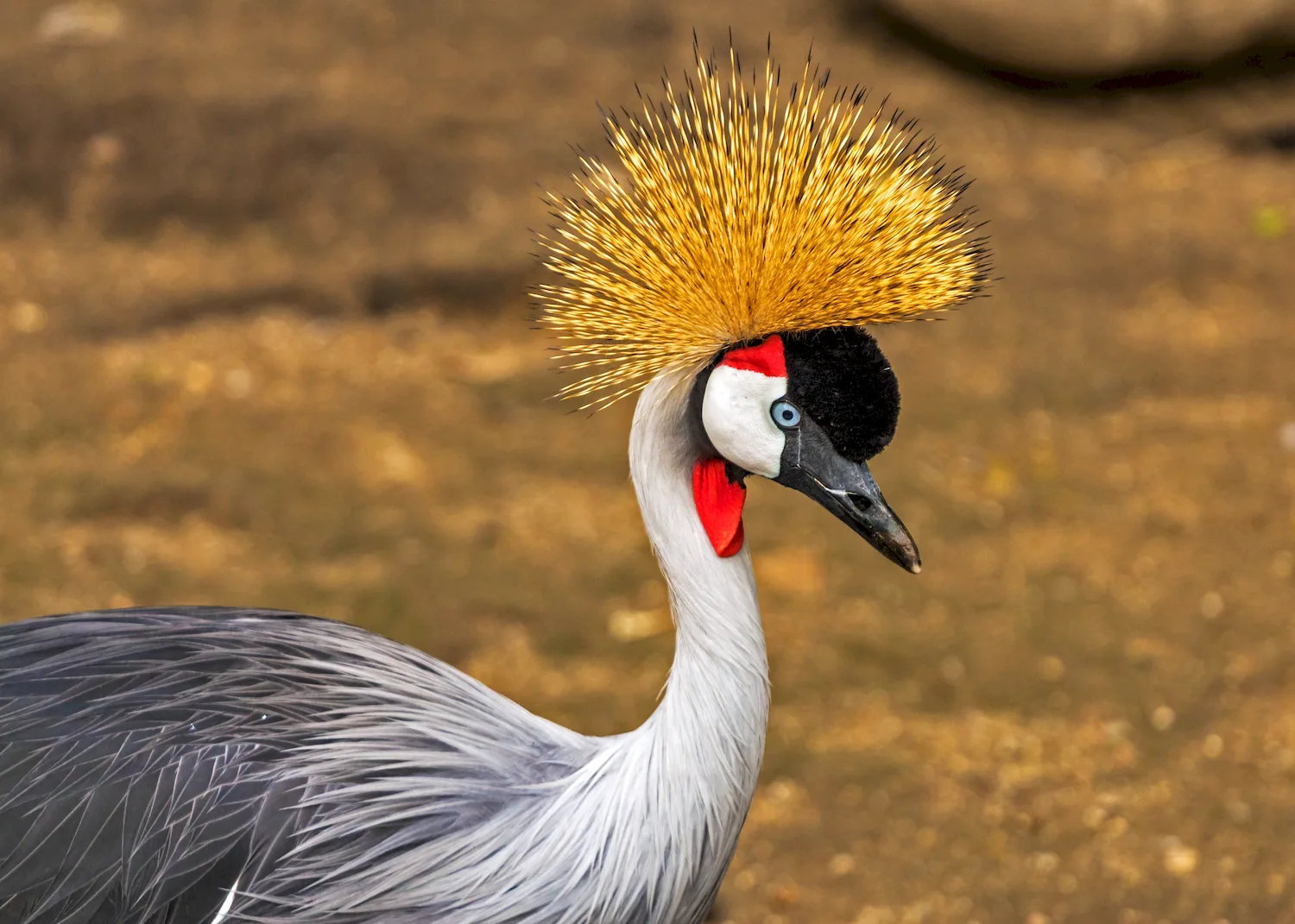 Balearica regulorum