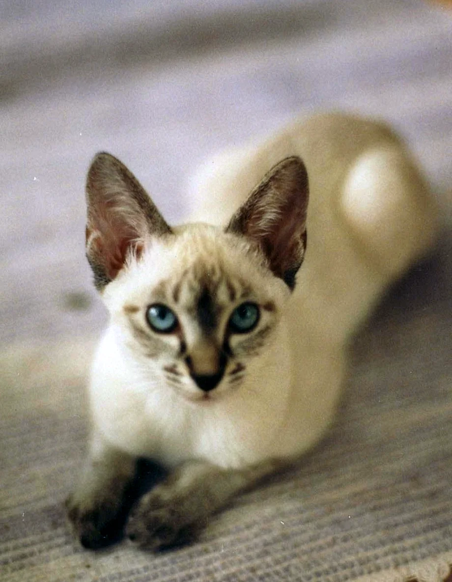 Балинезийская кошка короткошерстная
