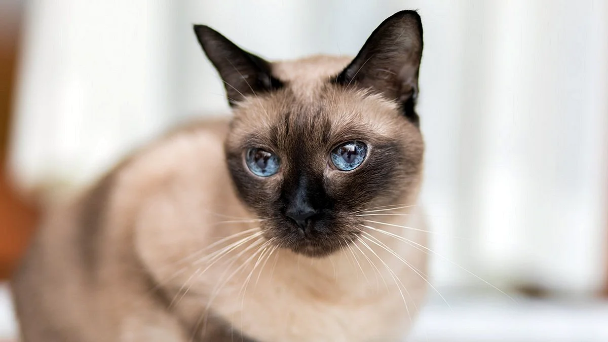 Балинезийская кошка Сиамская кошка голубые глаза