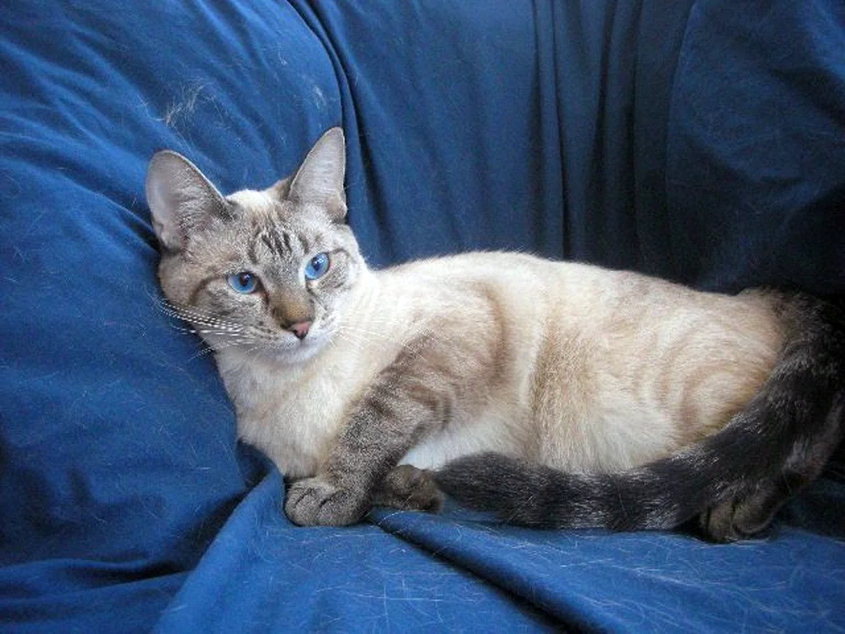 Балинезийская кошка табби Пойнт