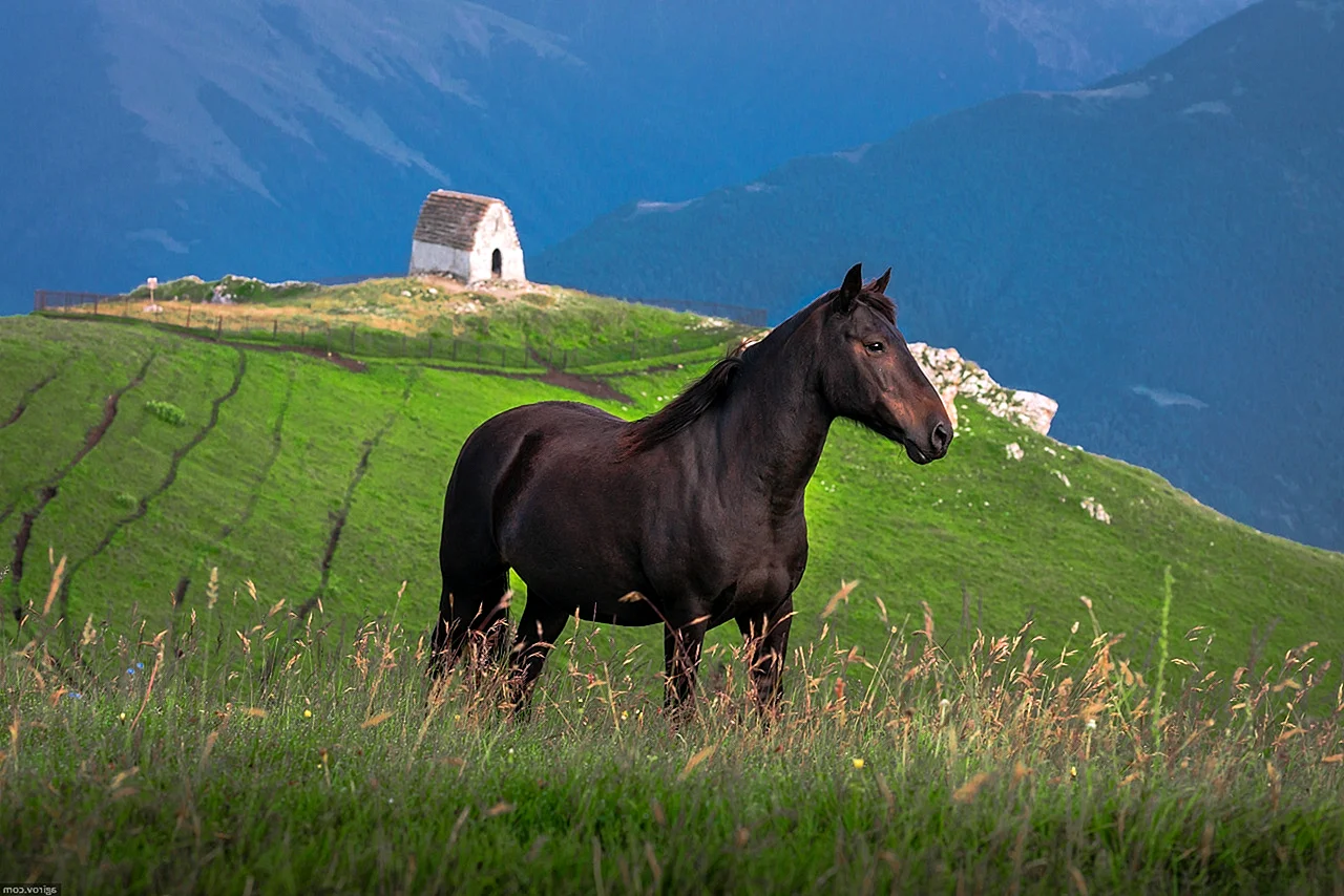 Балкарская порода лошадей Каспар