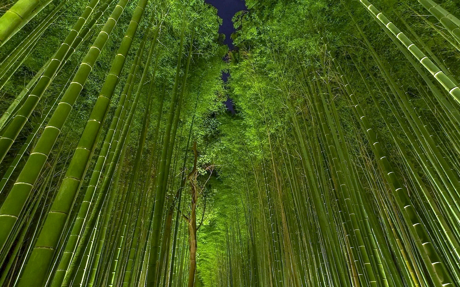 Бамбуковый лес Япония