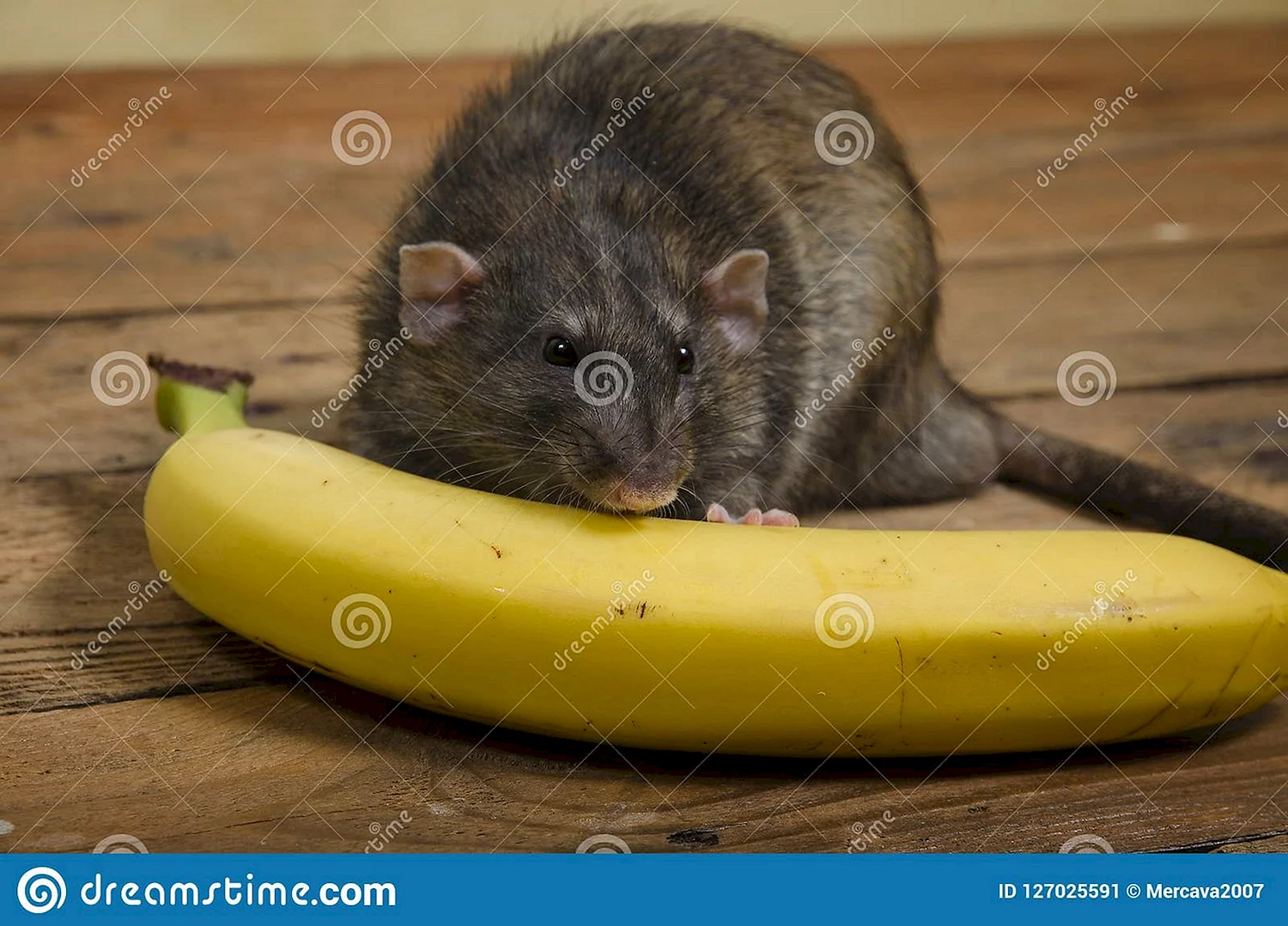 Банановая крыса