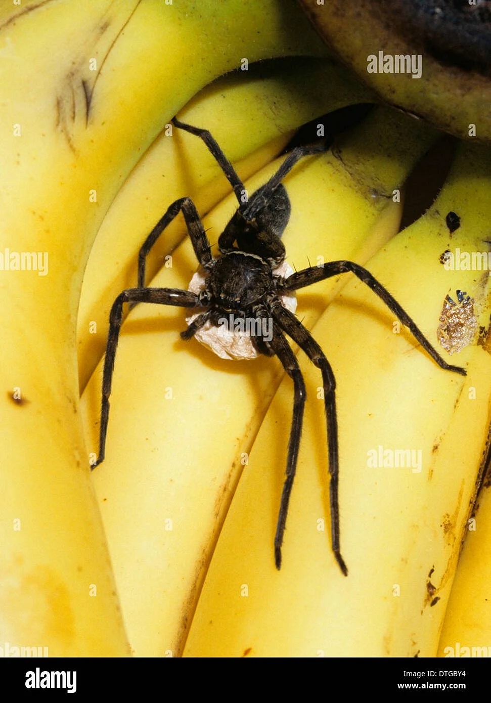 Банановый паук Детеныши