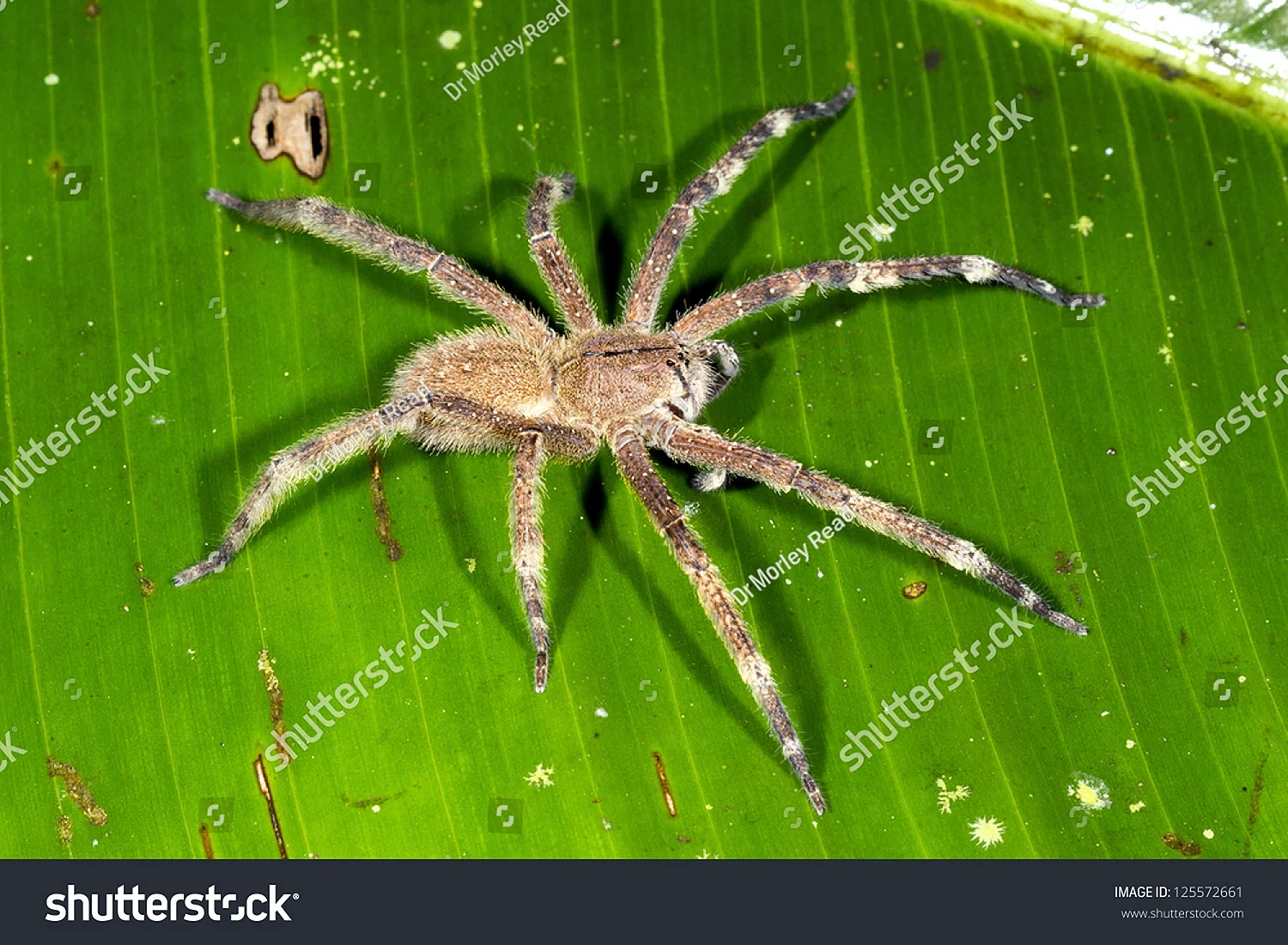 Банановый паук Phoneutria Fera