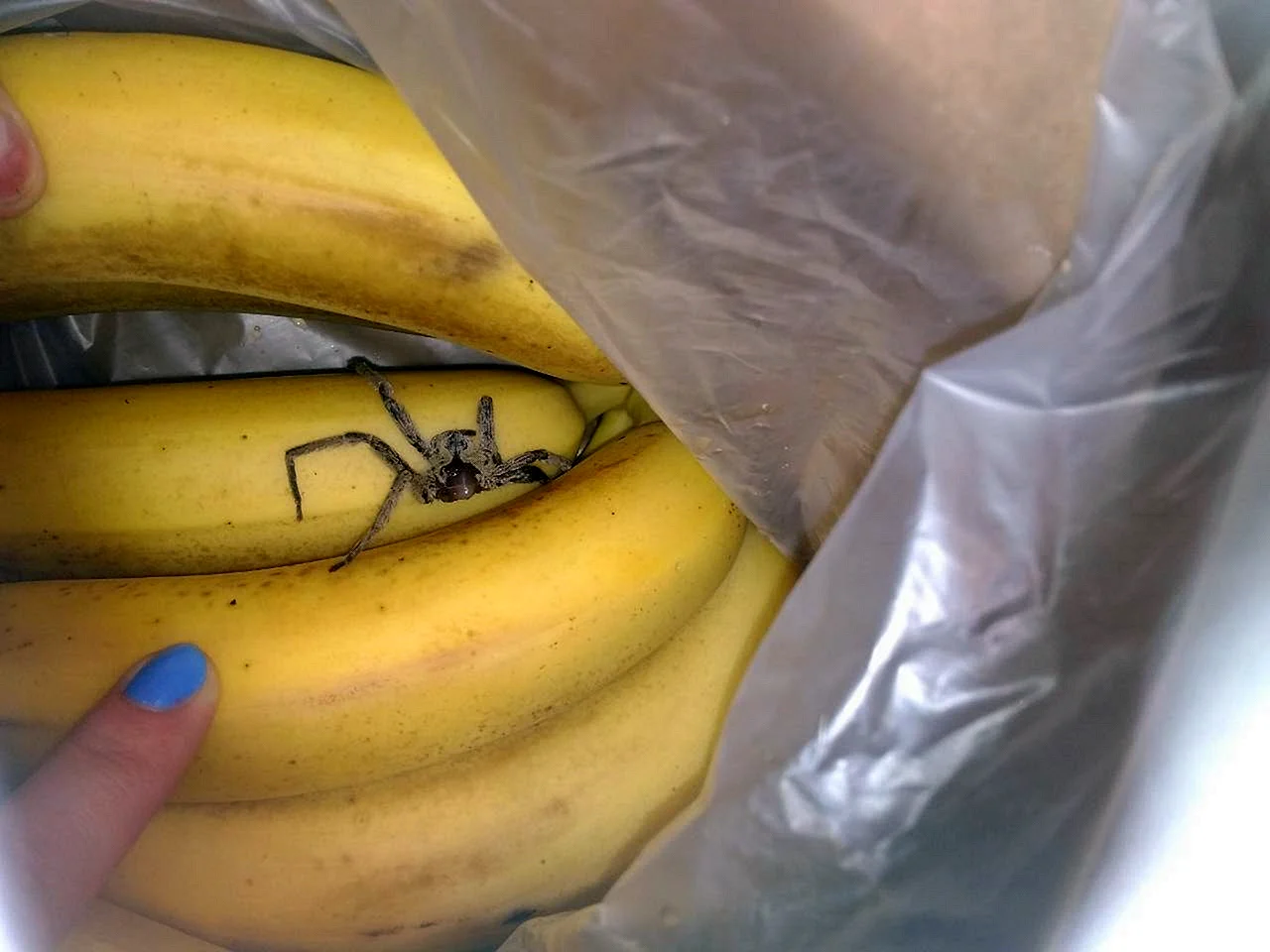 Банановый паук в России