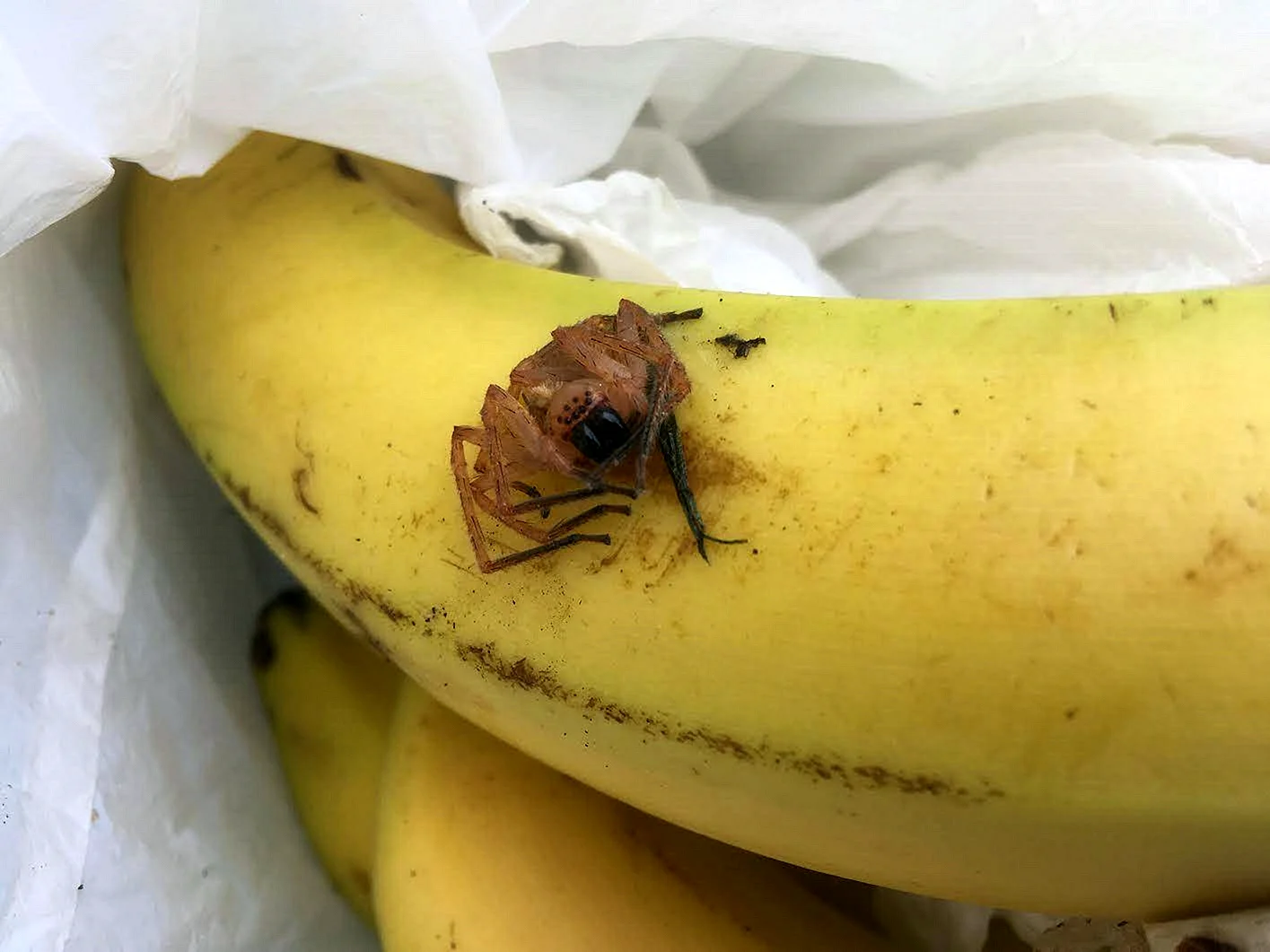 Банановый Странствующий паук