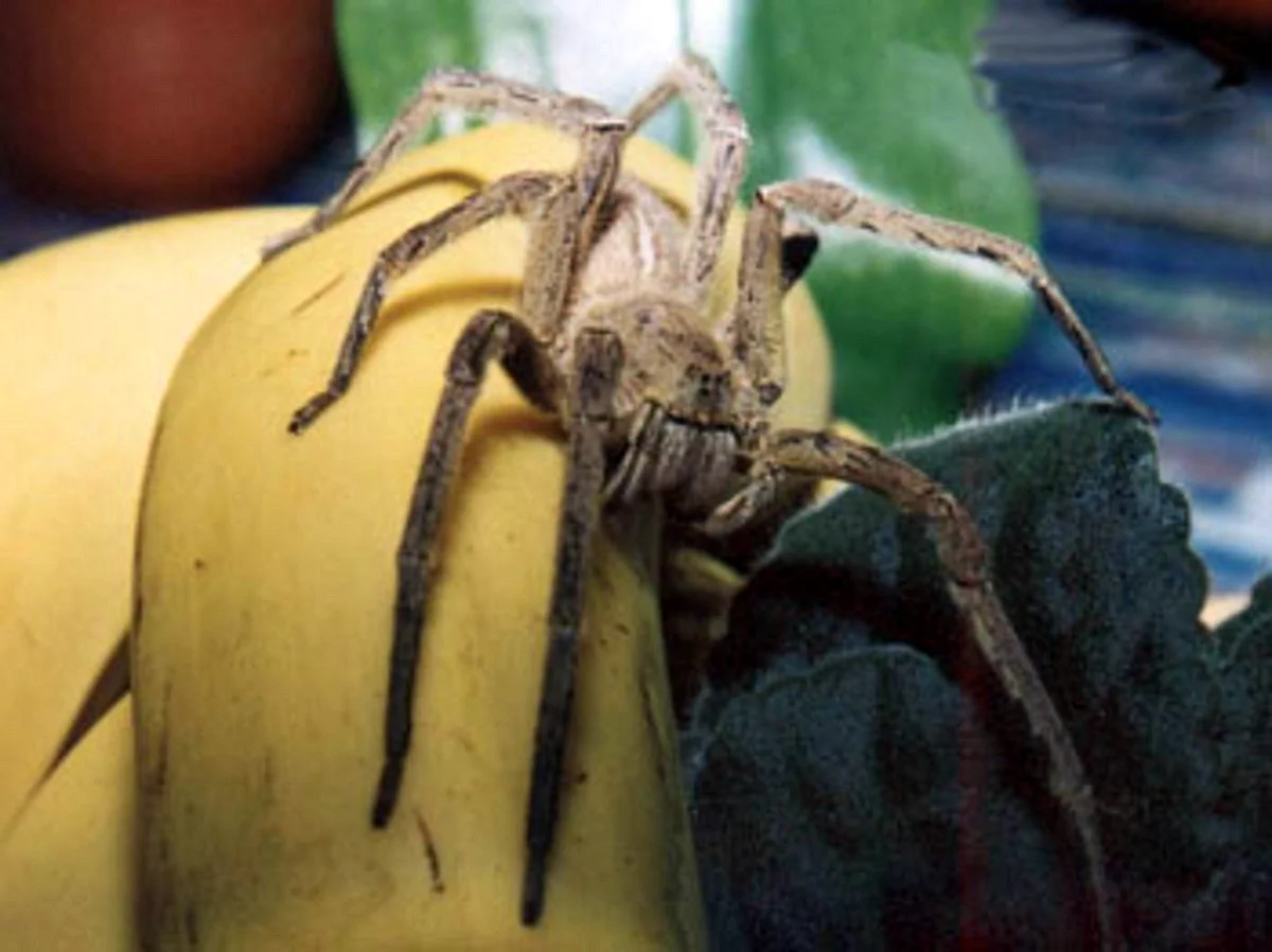 Банановый Странствующий паук