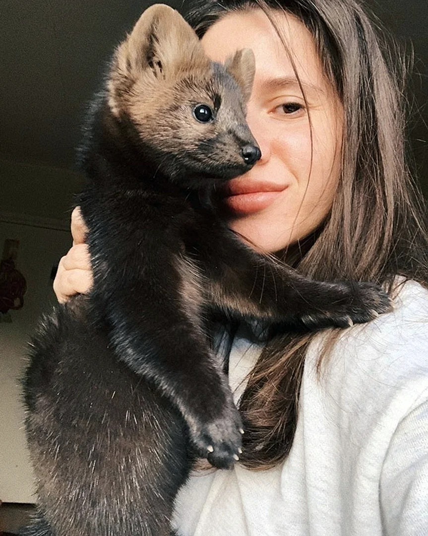 Баргузинский Соболь домашний
