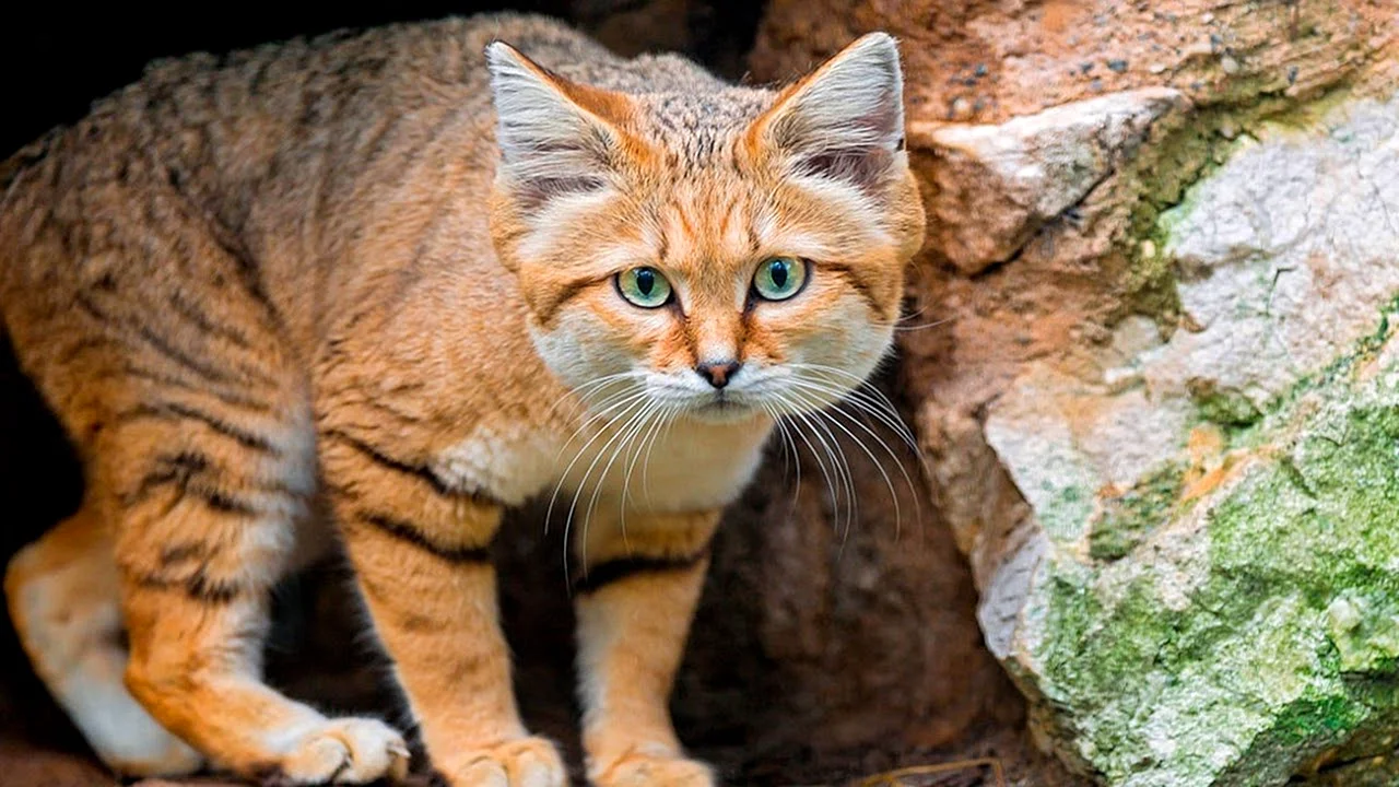 Барханная кошка (Песчаная кошка)
