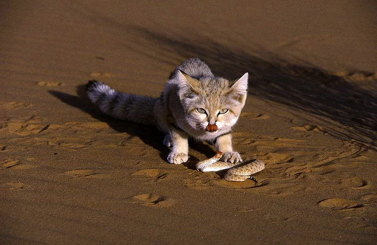 Барханный кот в пустыне