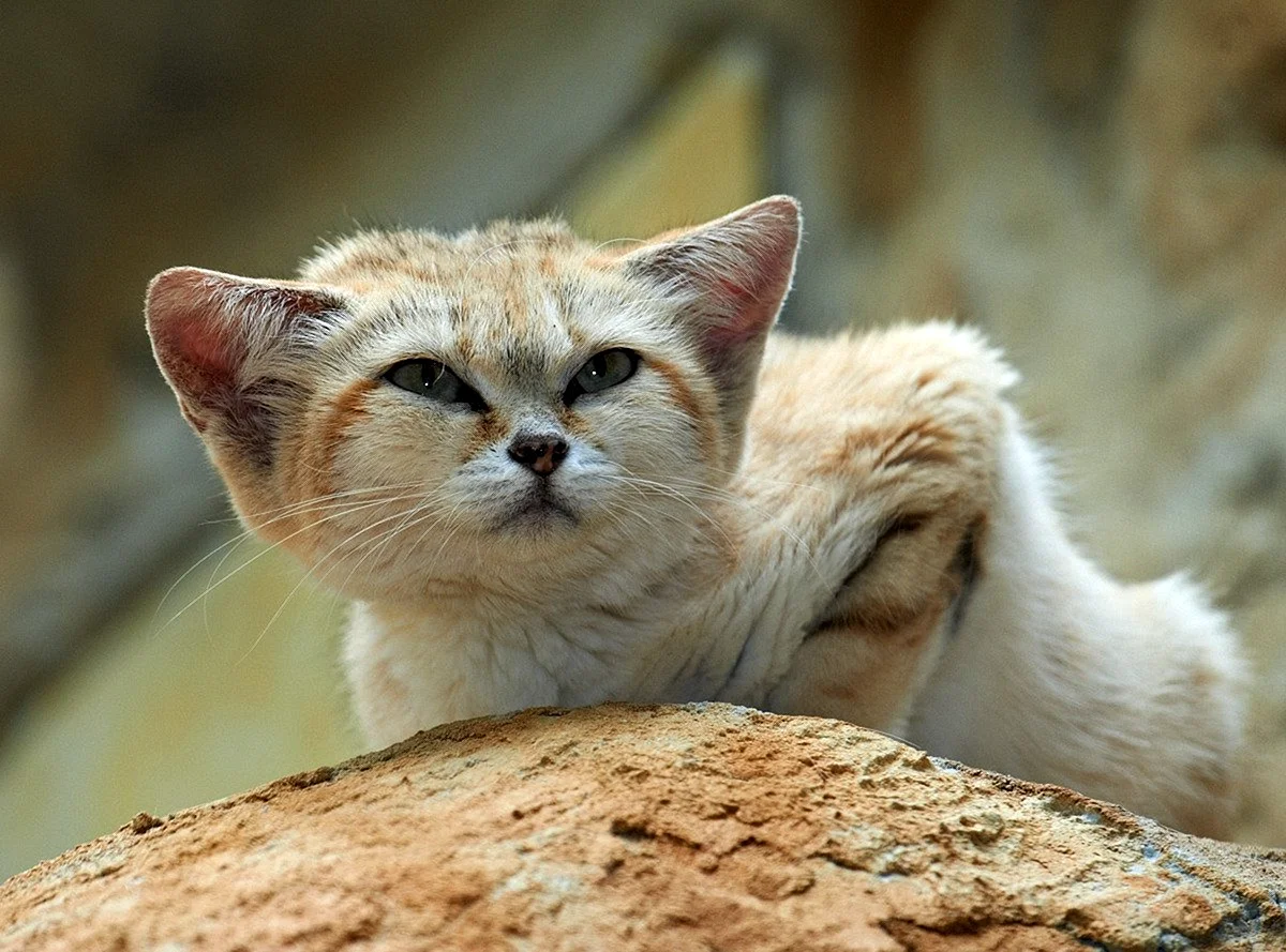 Барханный песчаный кот