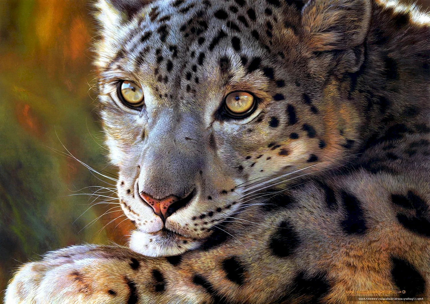 Барс Ирбис леопард