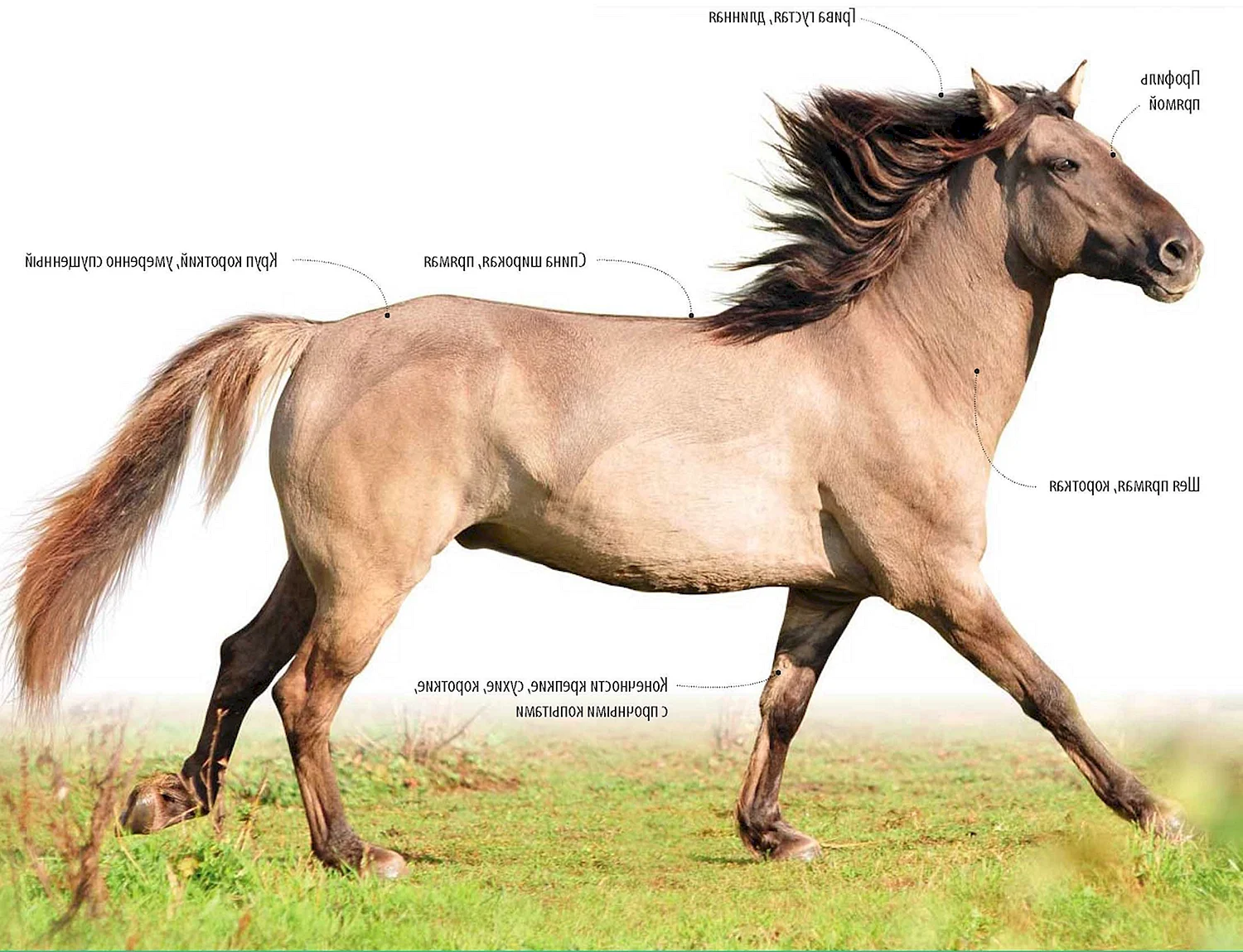 Башкирская лошадь каурая