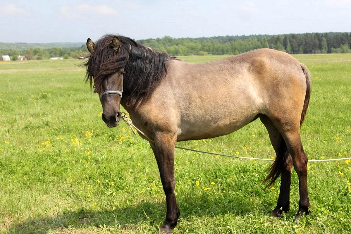 Башкирская мышастая лошадь