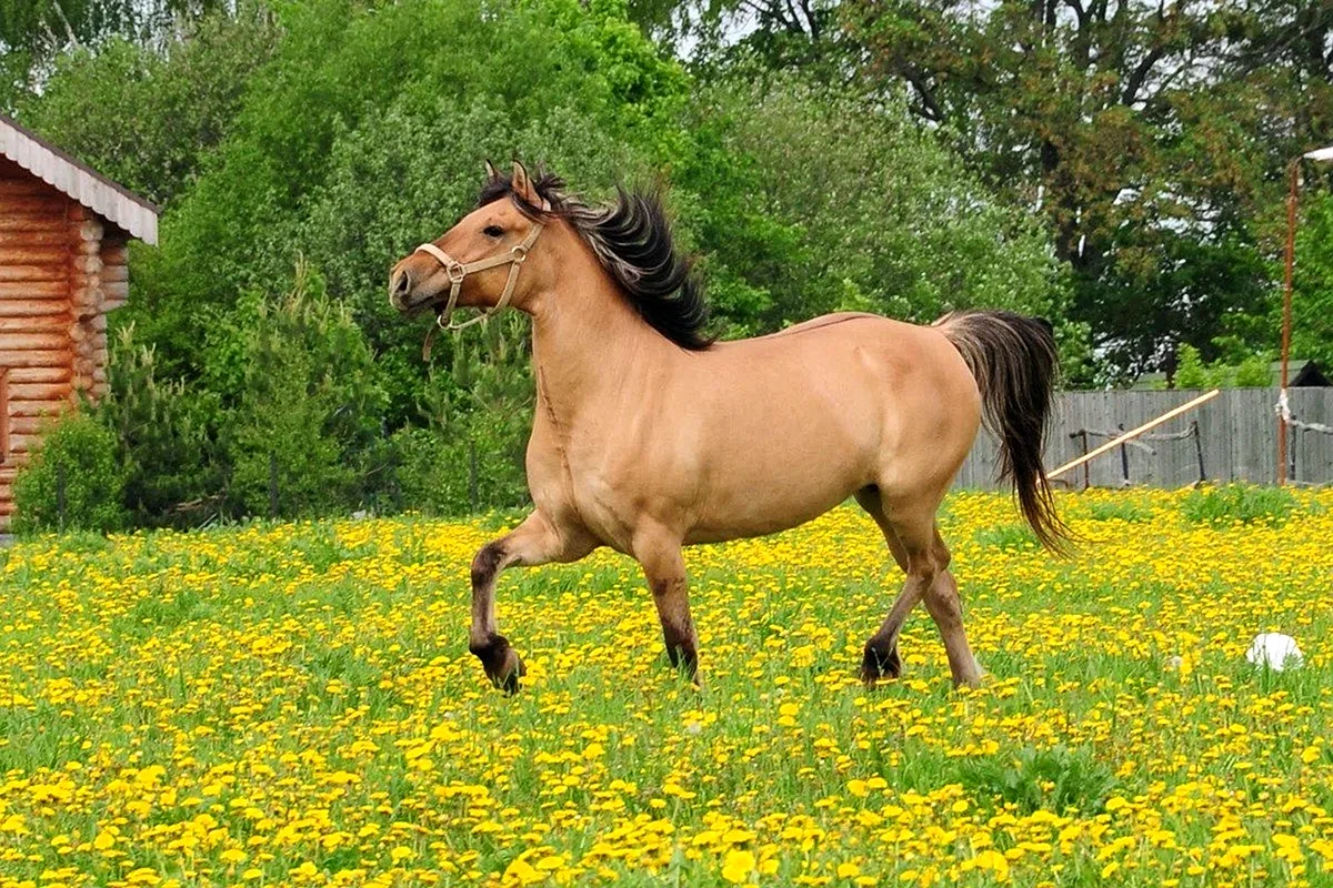 Башкирская саврасая порода лошадей