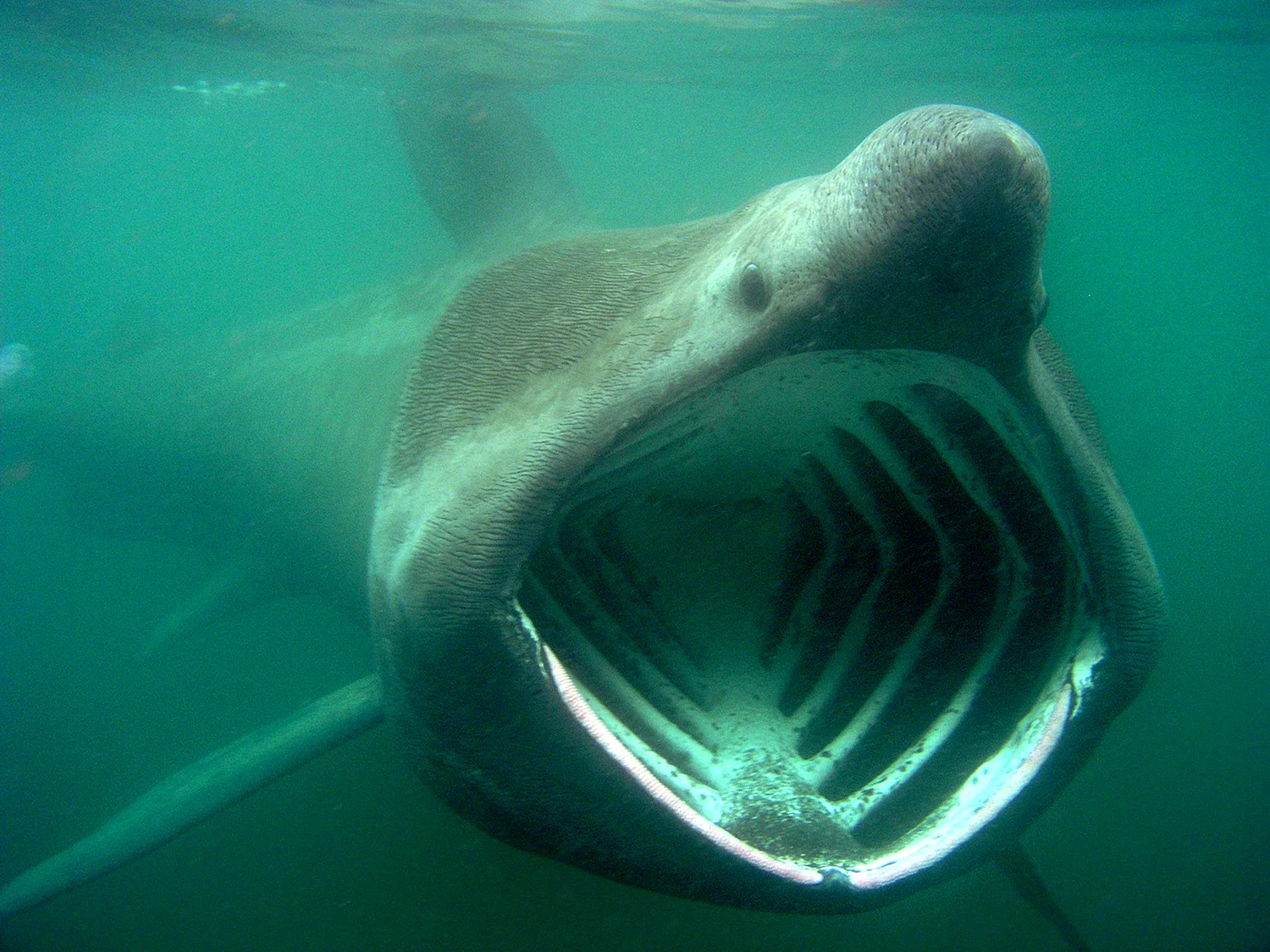 Баскинг Шарк акула
