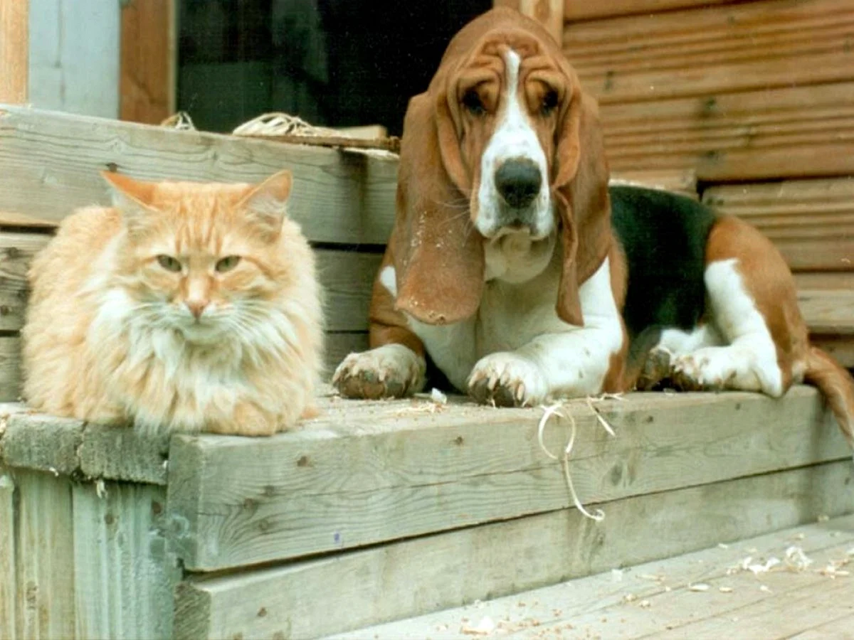 Бассет хаунд и кошки