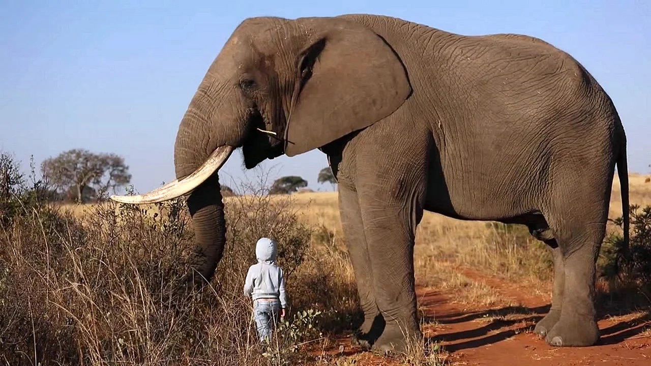 Battler giant Elephants op