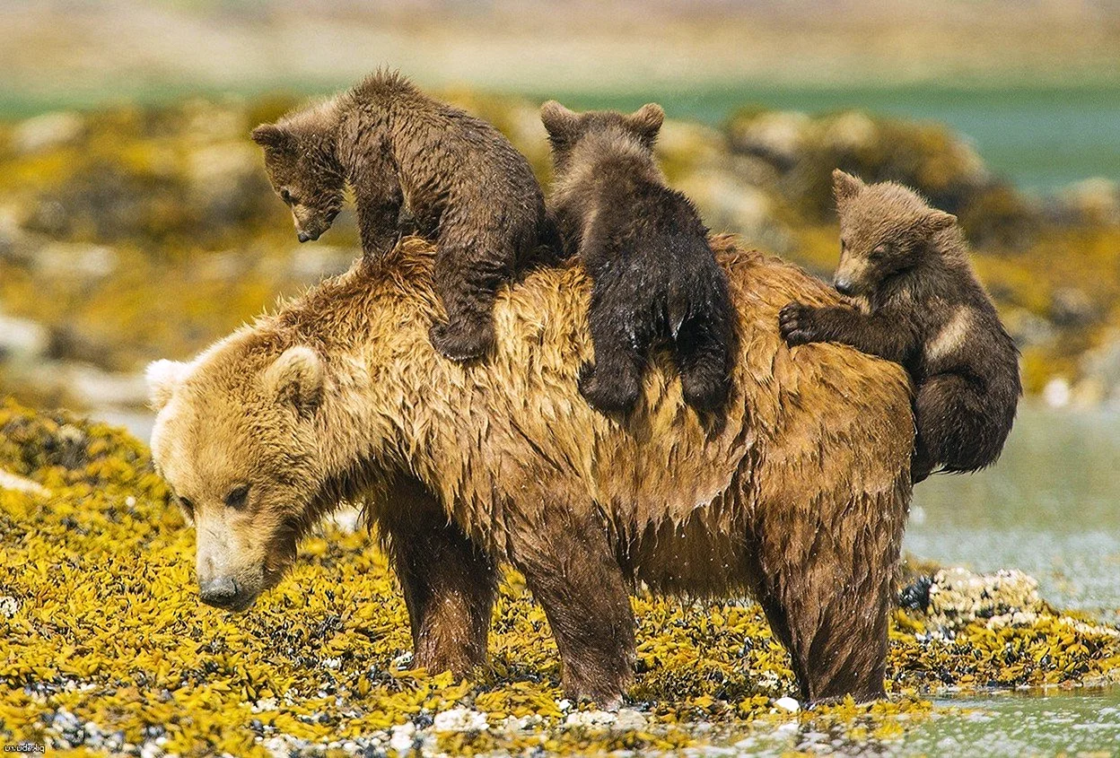 Bear Cub at School