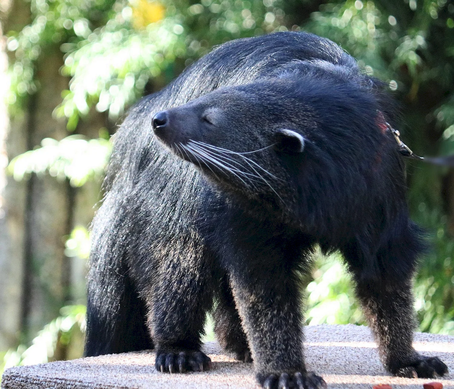 Bearcat Binturong
