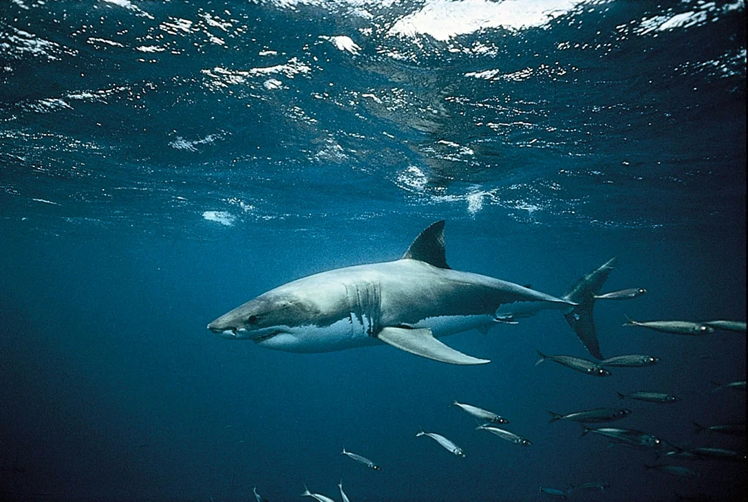 Белая акула Carcharodon carcharias