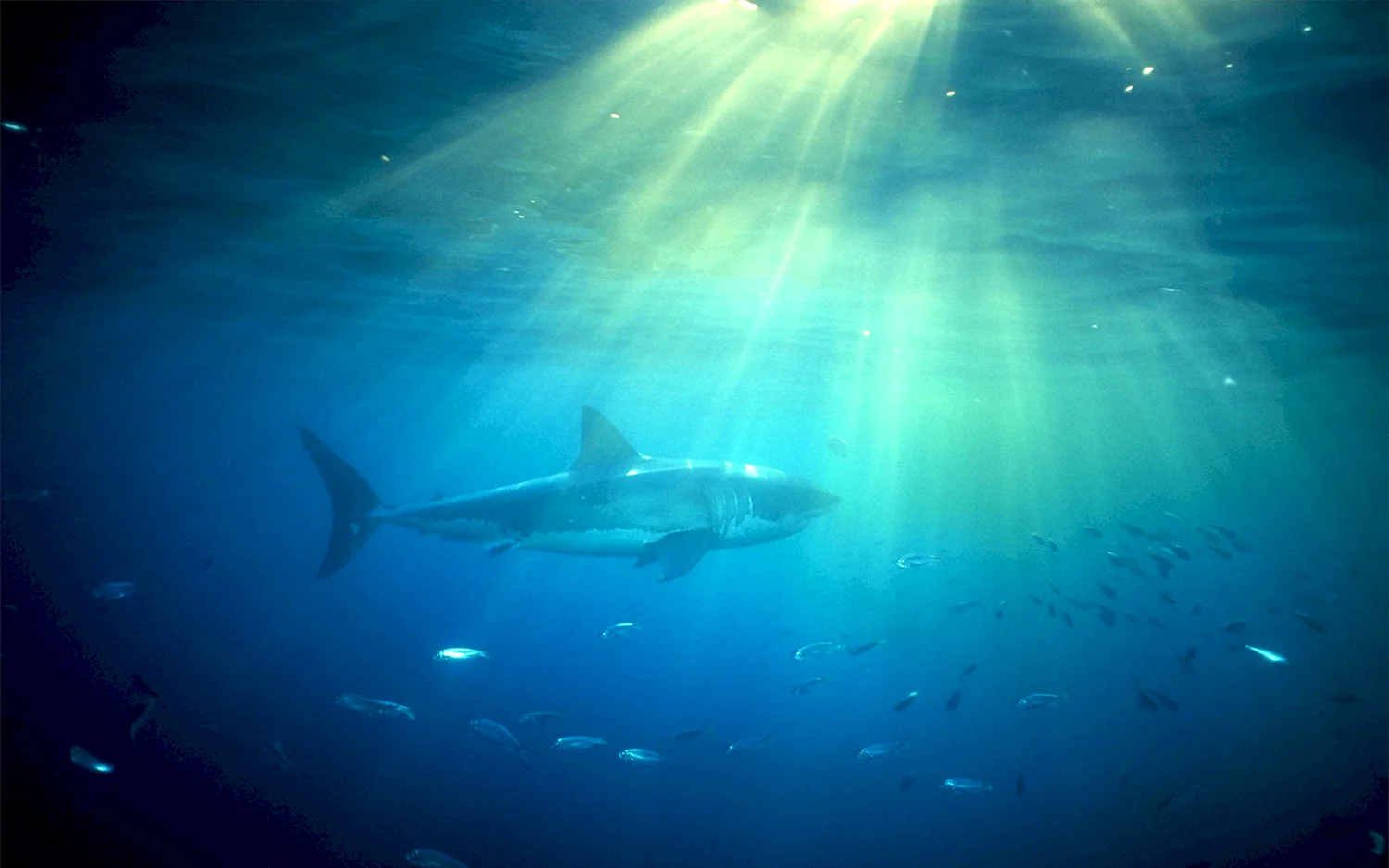 Белая акула под водой