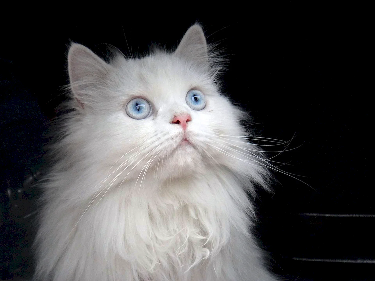 Белая голубоглазая Персидская Персидская кошка