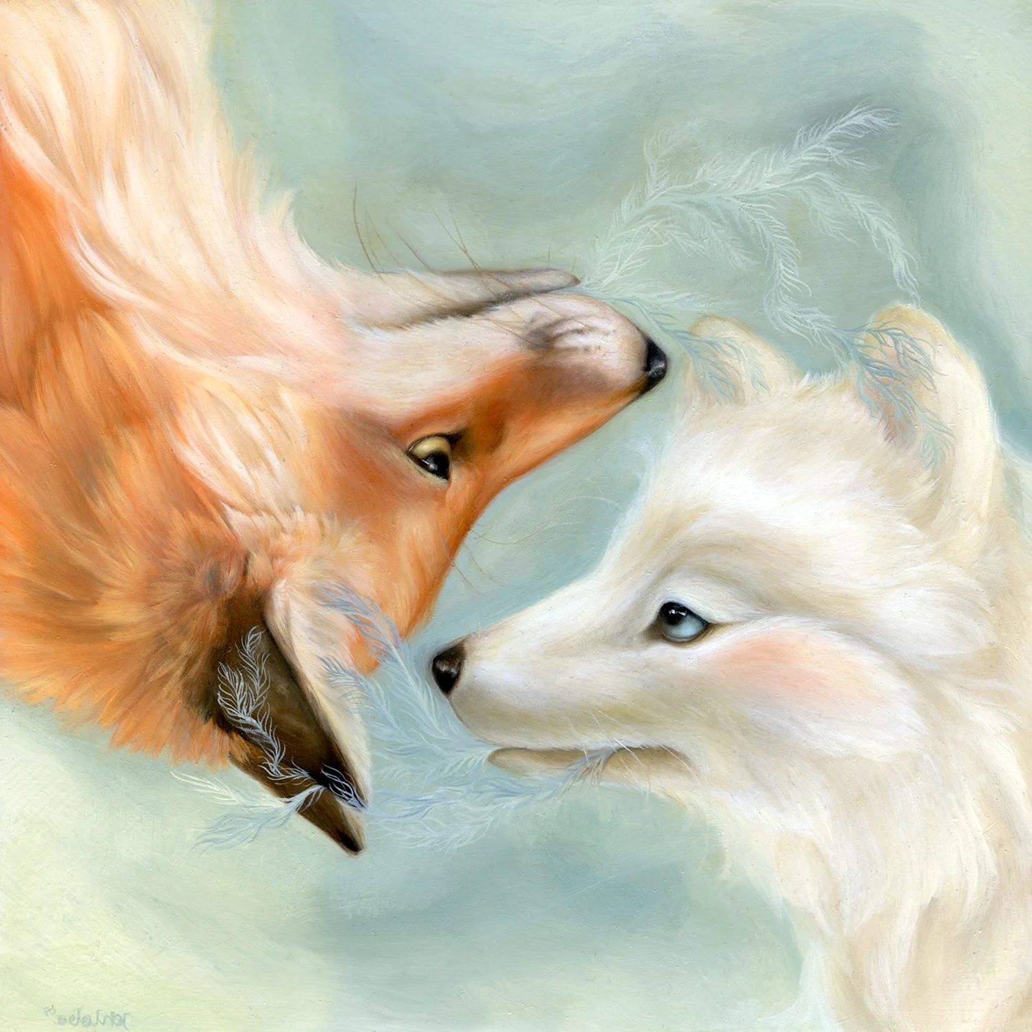 Белая и рыжая лиса вместе