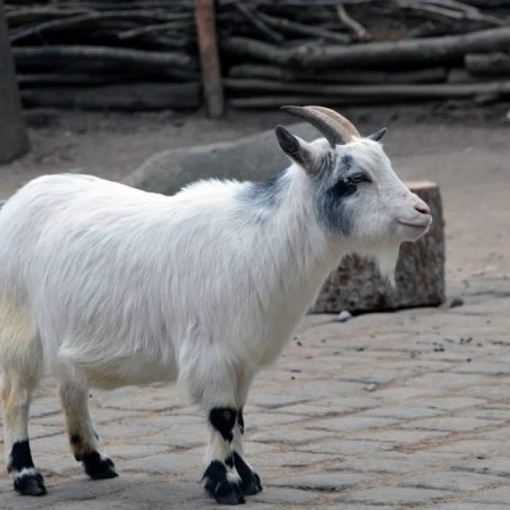 Белая камерунская коза