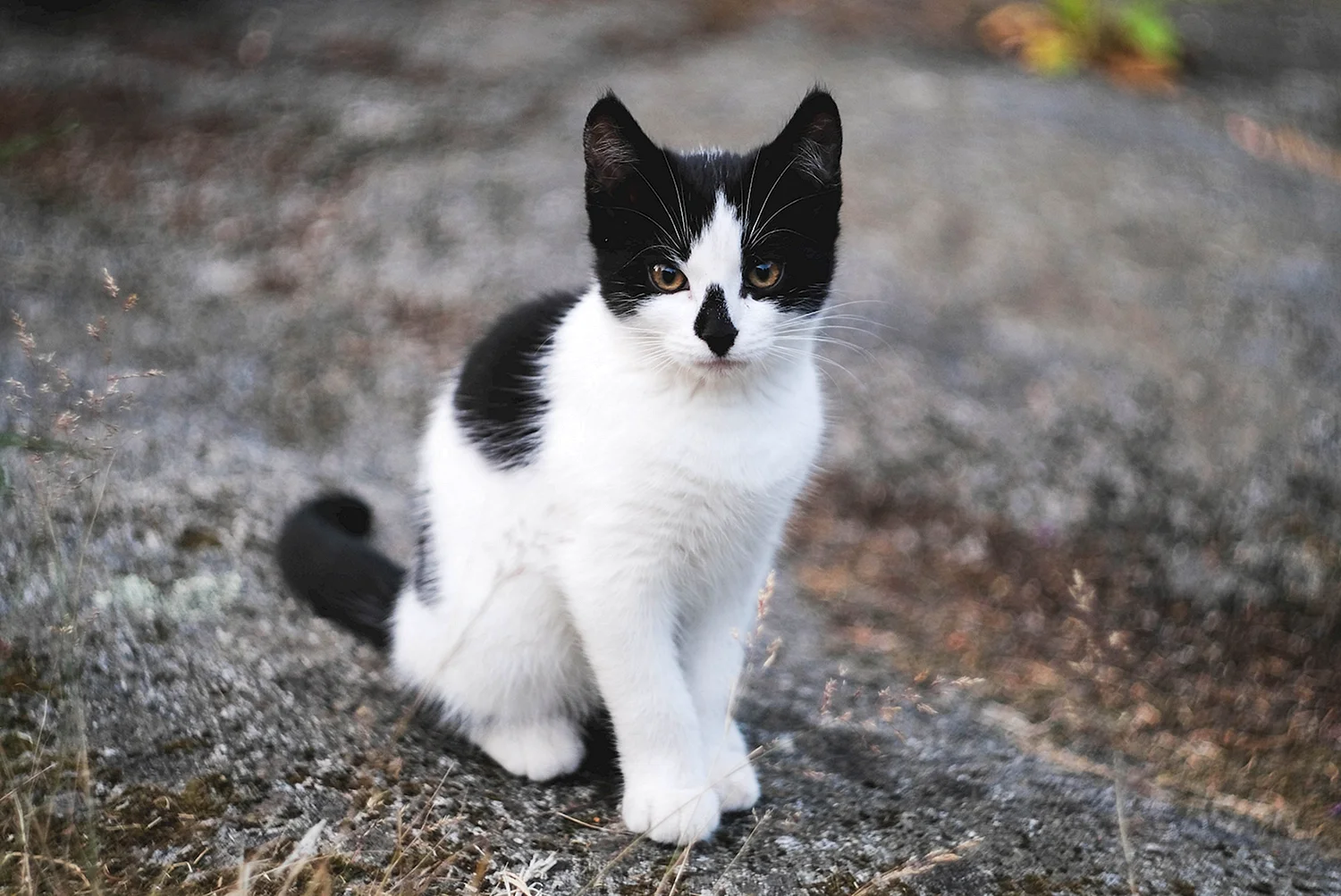 Белая кошка с черным хвостом