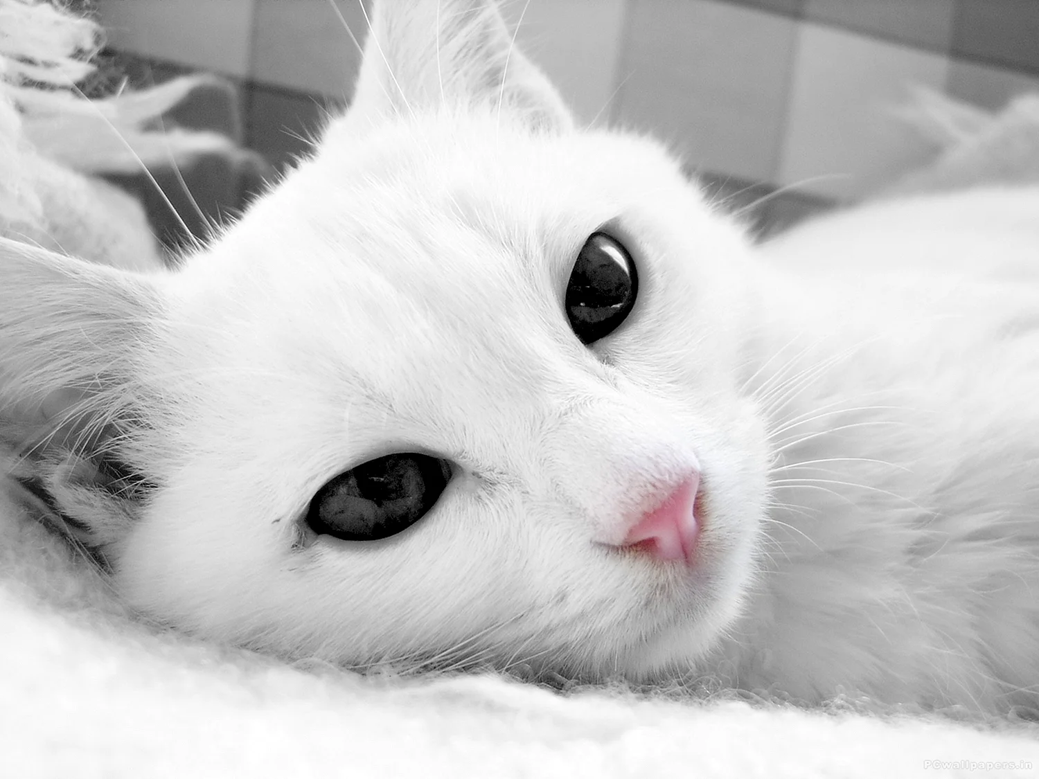 Белая кошка с черными глазами
