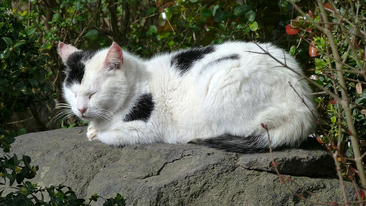 Белая кошка с черными пятнами