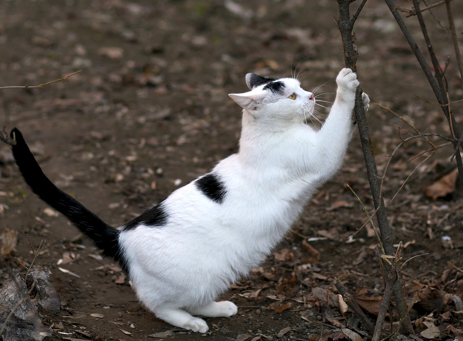 Белый кот с черными пятнами (56 лучших фото)