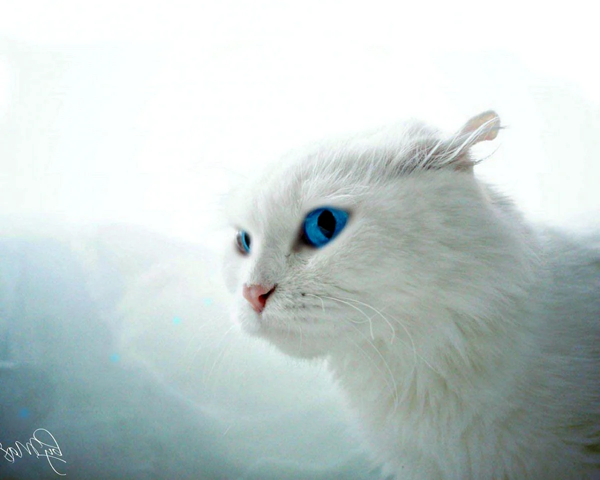 Белая кошка с голубыми глазами