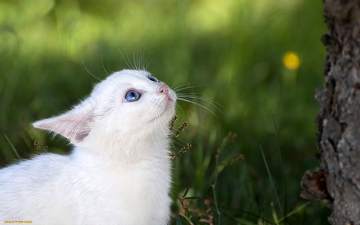 Белая кошка с голубыми глазами на природе