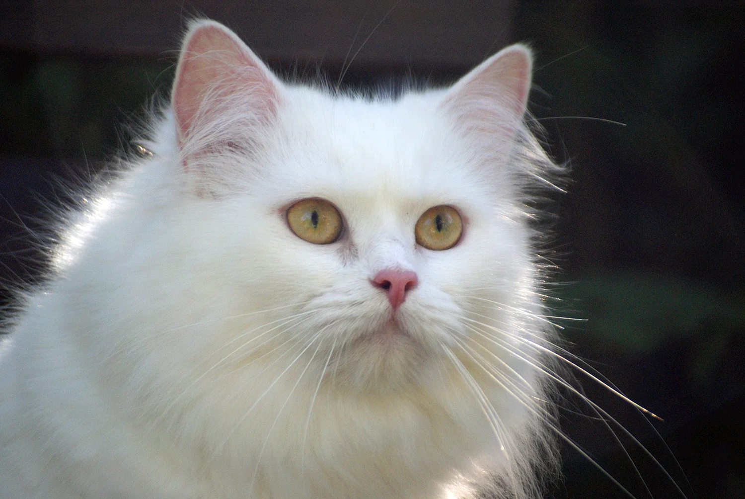 Белая кошка с янтарными глазами