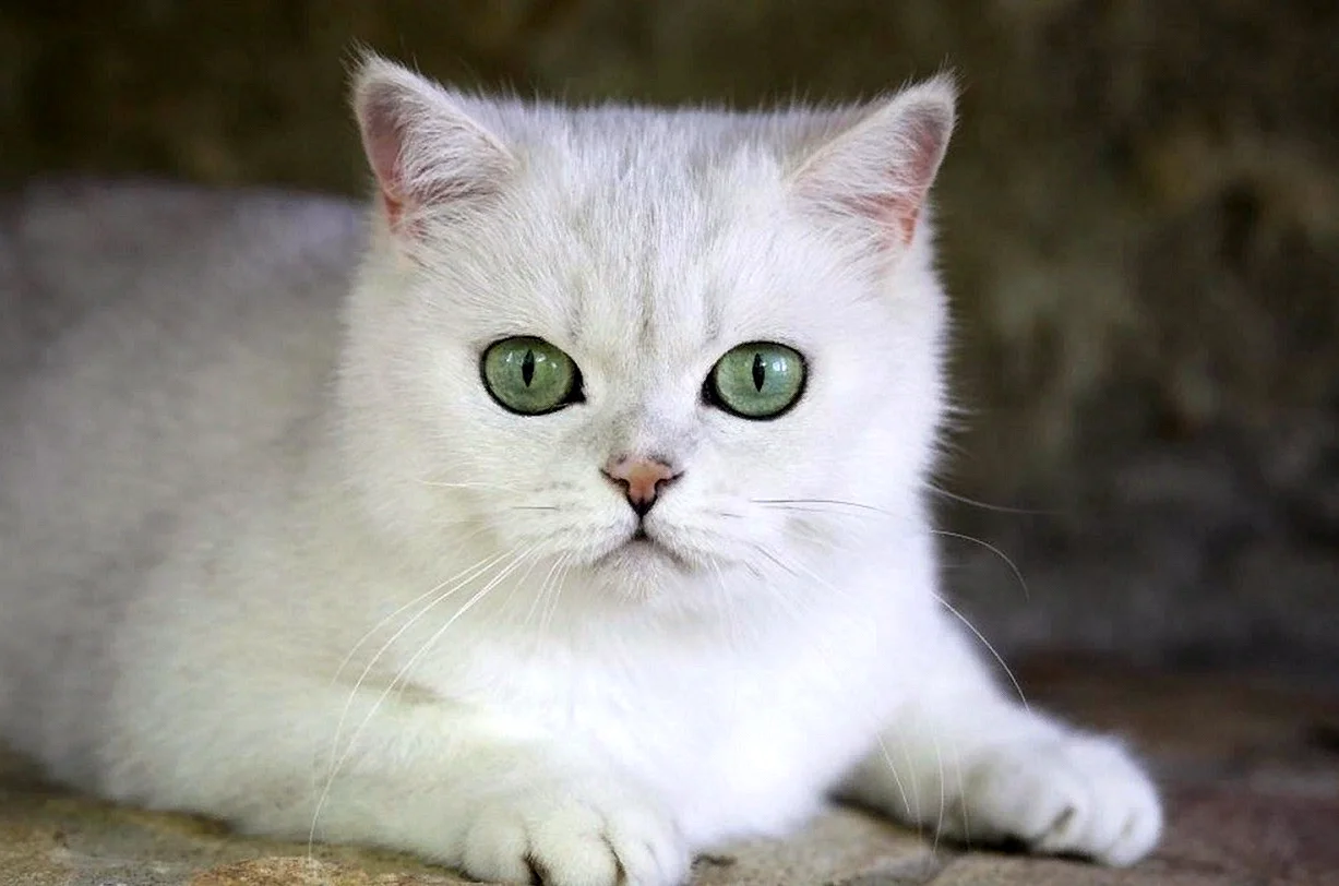 Белая кошка с зелеными глазами
